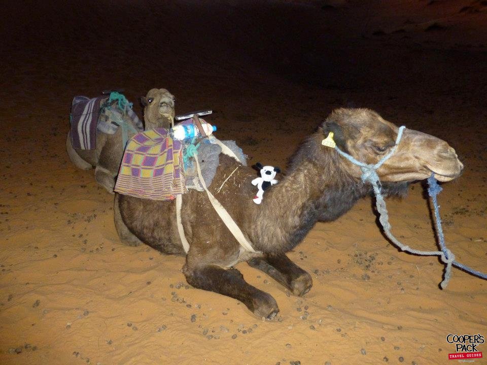 CoopersPack-Morocco-Camel-02